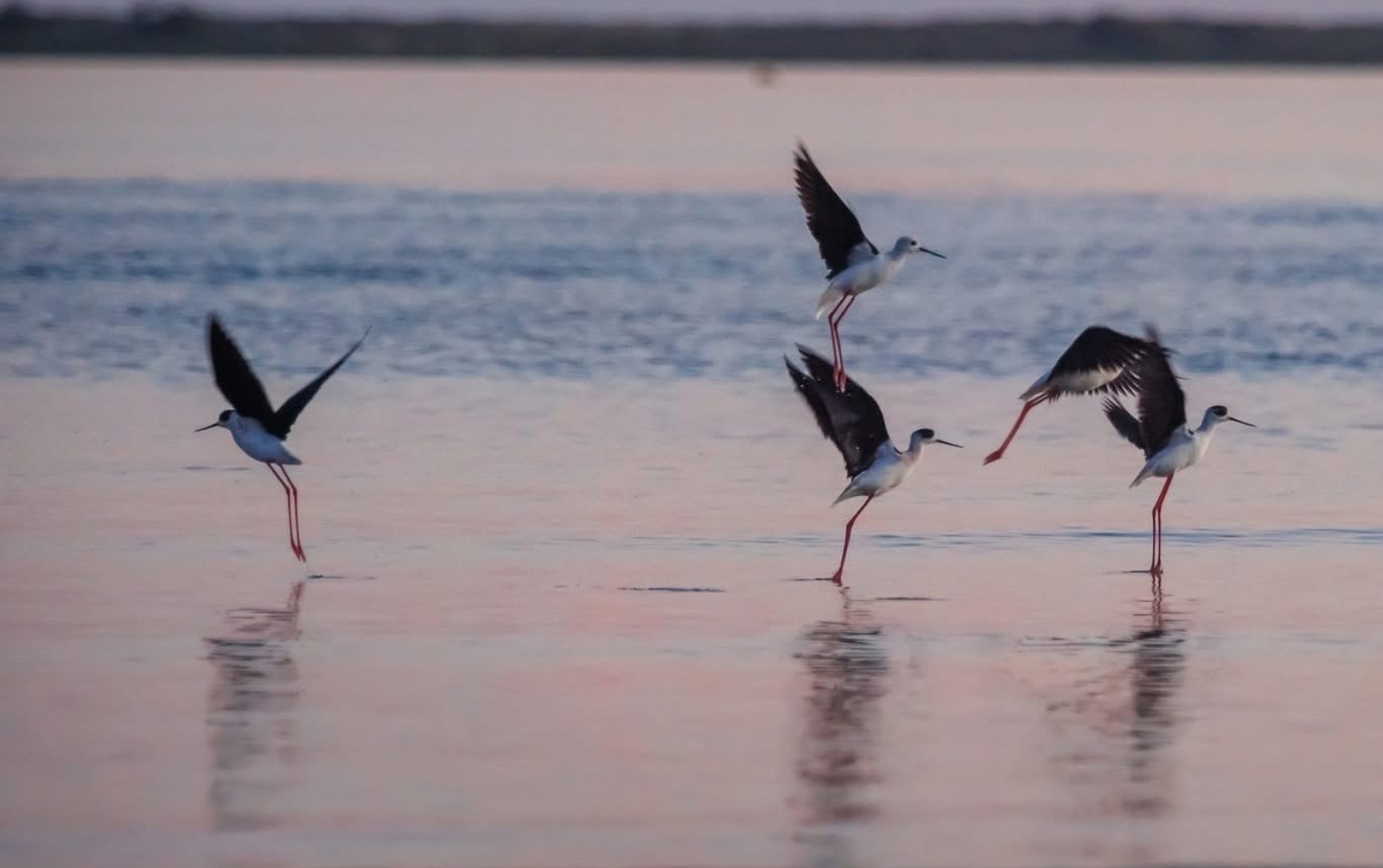 Nature en Charente-Maritime