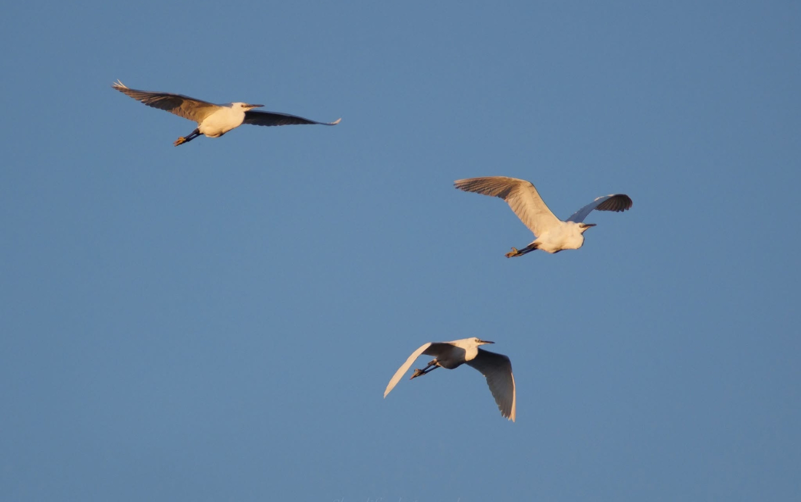 Nature en Charente-Maritime