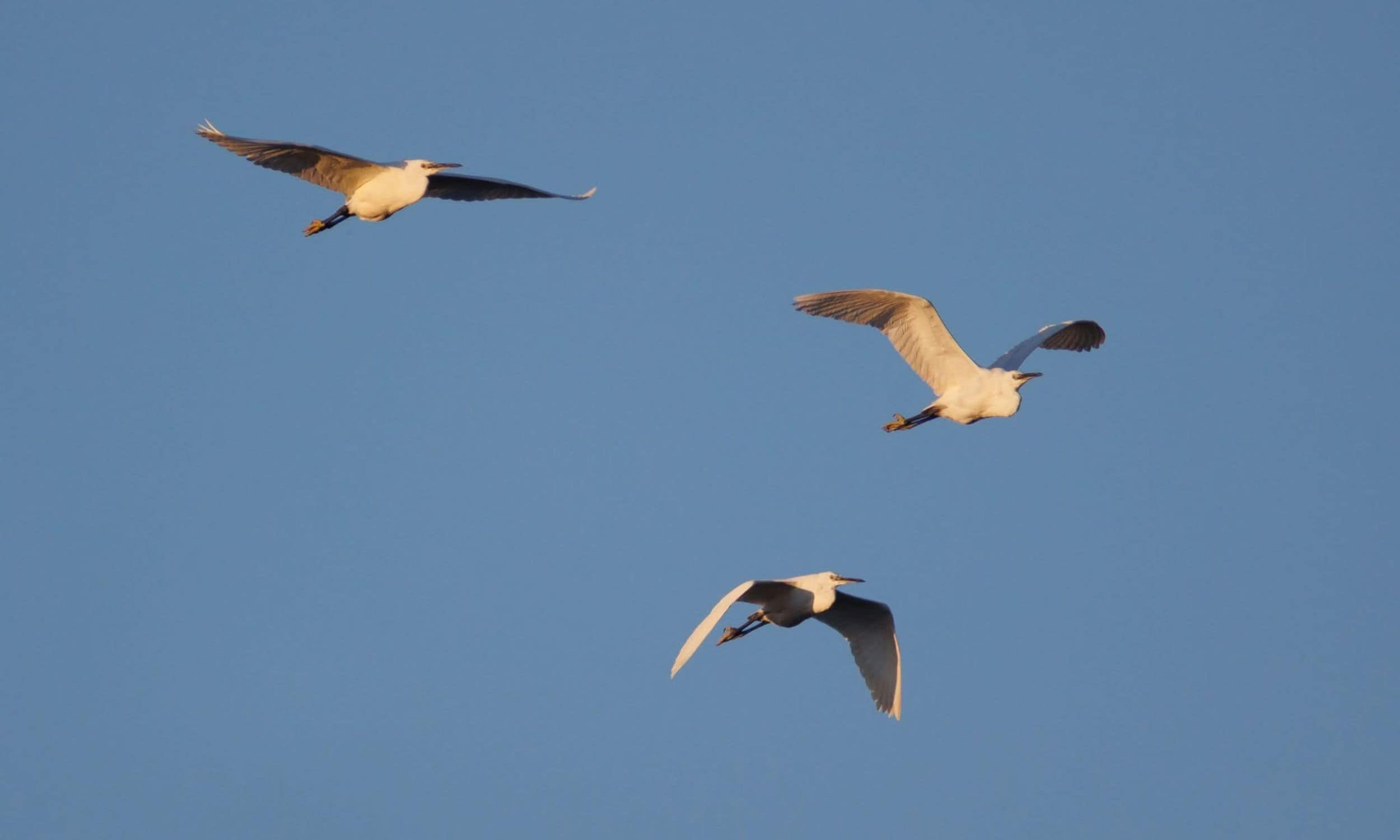 La Faune & Flore en Charente-Maritime