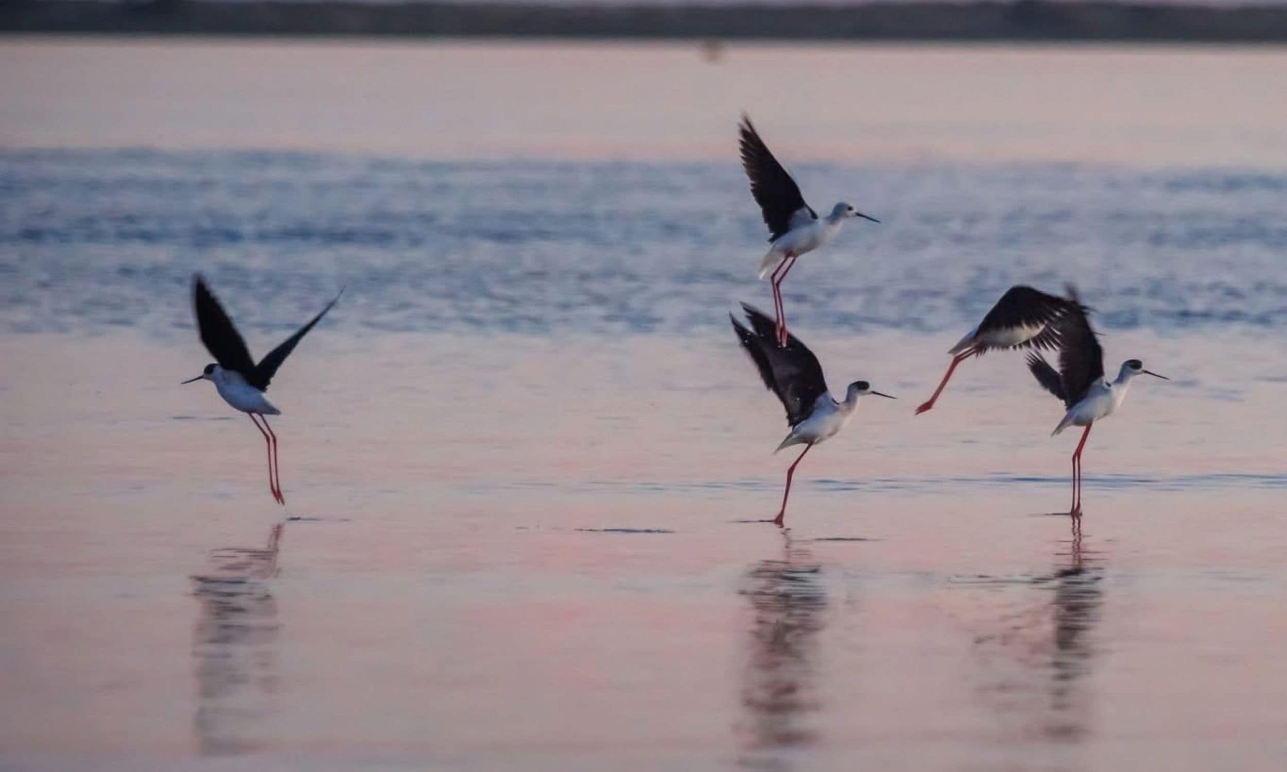 La Faune & Flore en Charente-Maritime